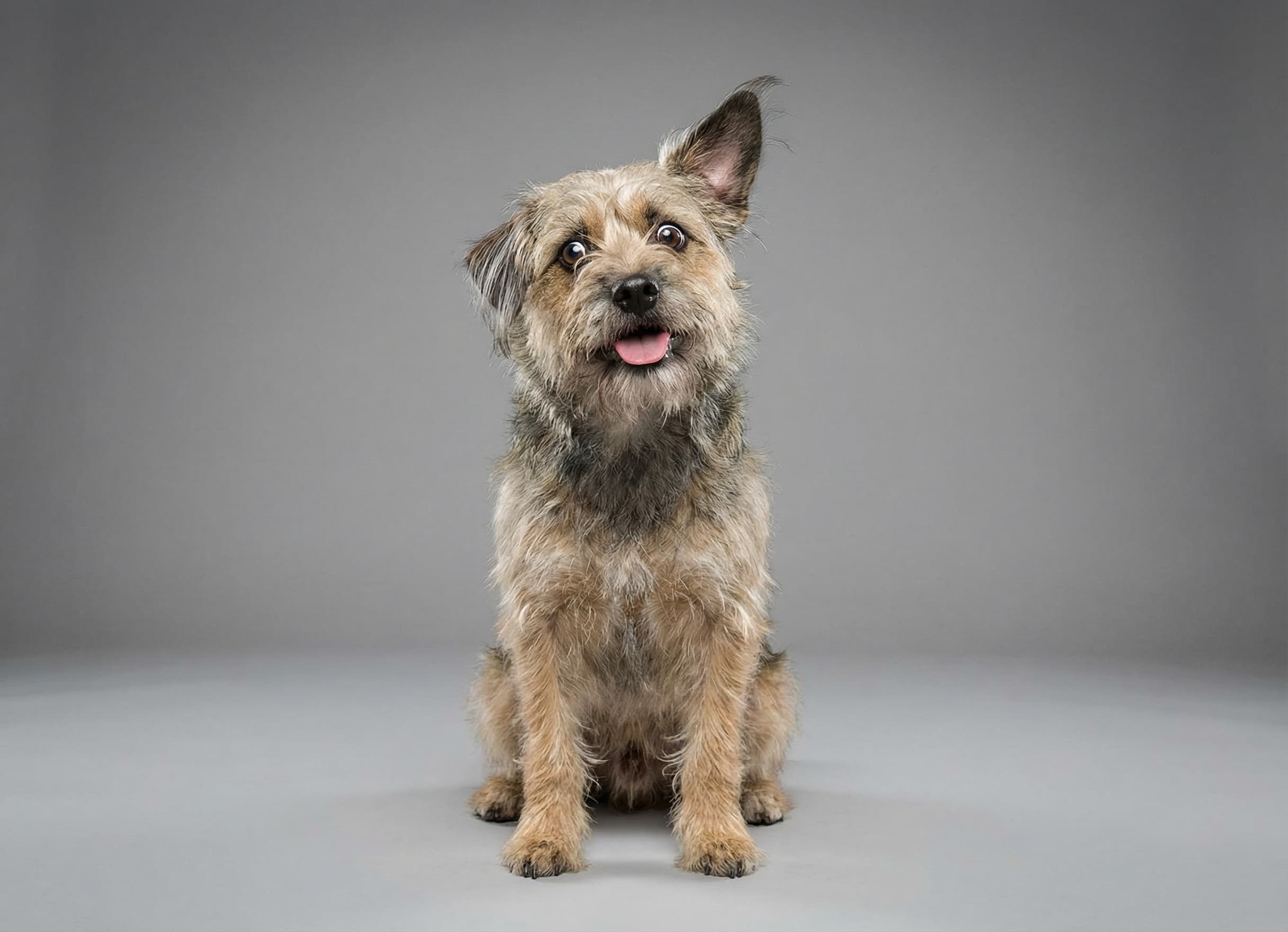 Dog portrait suitable for a custom pet photo puzzle