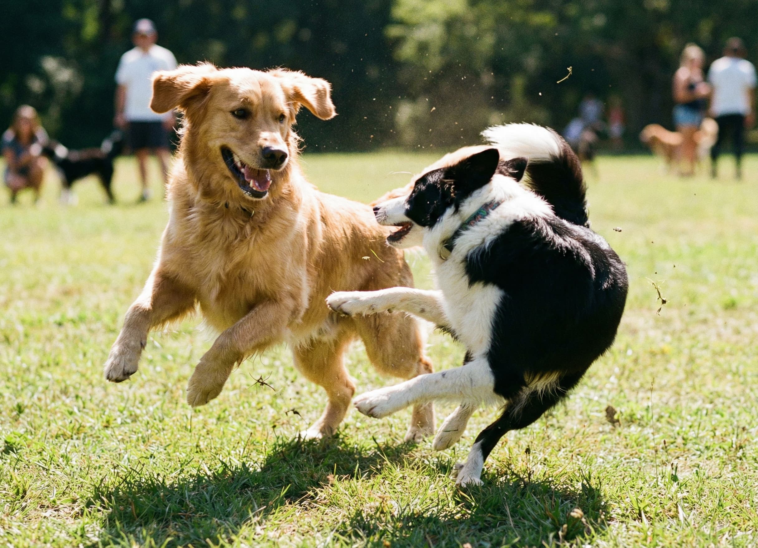 Playtime in the park photo puzzle inspiration